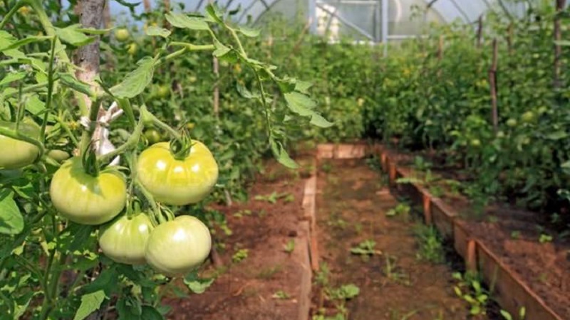 ما يجب القيام به لجعل الطماطم (البندورة) في الدفيئة تتحول إلى اللون الأحمر بشكل أسرع: أفضل الحيل والمتسللين للحياة لسكان الصيف ذوي الخبرة