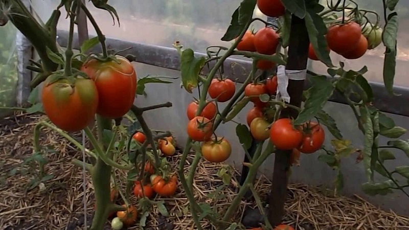 ما يجب القيام به لجعل الطماطم (البندورة) في الدفيئة تتحول إلى اللون الأحمر بشكل أسرع: أفضل الحيل والمتسللين للحياة لسكان الصيف ذوي الخبرة