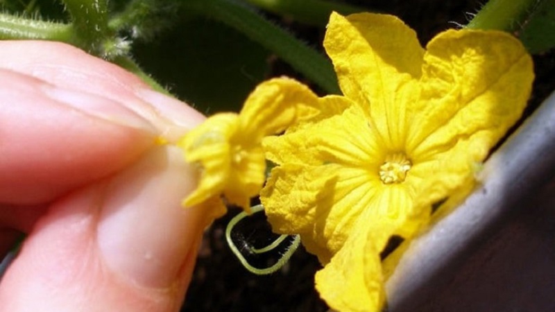 Què és de flors àrides en cogombres i característiques del seu tractament que potser no coneixeu