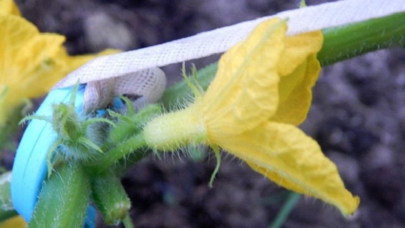Qu'est-ce que les fleurs stériles sur les concombres et les caractéristiques de son traitement que vous ne connaissez peut-être pas