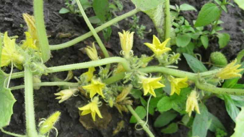 Salatalıkta kısır çiçekler nedir ve bilmediğiniz tedavi özellikleri