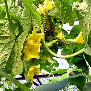 Wat zijn onvruchtbare bloemen op komkommers en kenmerken van de behandeling die u misschien niet kent