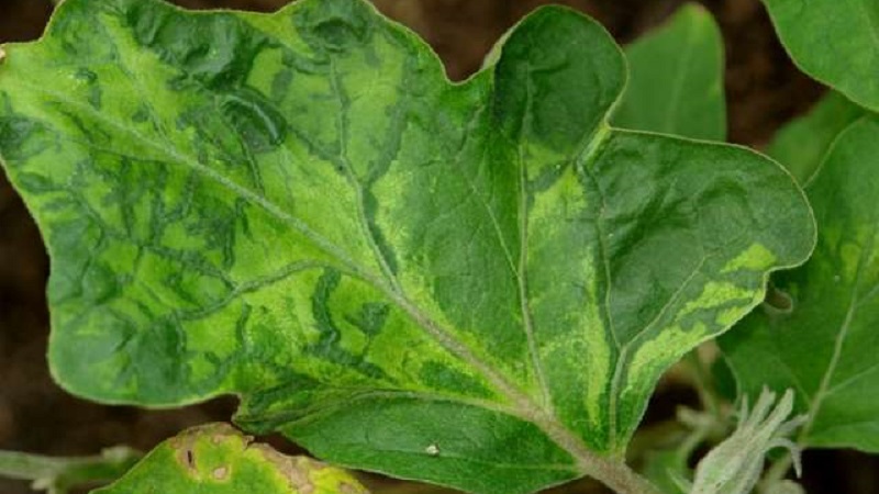 What to do to prevent eggplant leaves from drying and why they dry up and crack