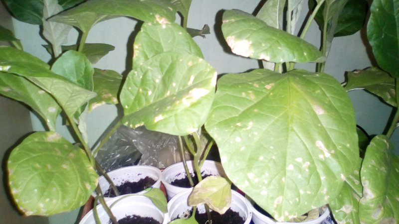 Čo robiť, aby sa zabránilo vysychaniu listov baklažánu a prečo vysychajú a praskajú