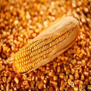 What is feed corn, how is it grown and where is it used
