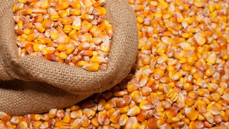 Ako rozlíšiť kŕmnu kukuricu od potravinovej kukurice a použitia oboch typov