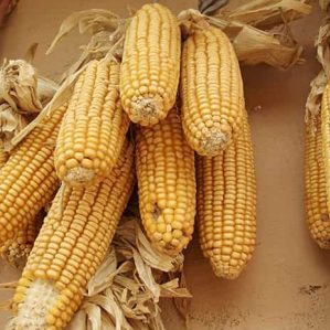 Где и како чувати кукуруз на кукурузу код куће: оптимални услови и рок трајања