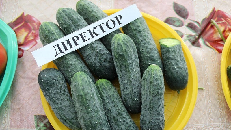 Dutch cucumber Director with long keeping quality and stable yield