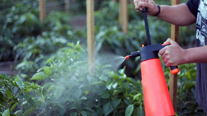 Biber çalılarında çürümeyle nasıl baş edilir: deneyimli bahçıvanlardan tavsiyeler