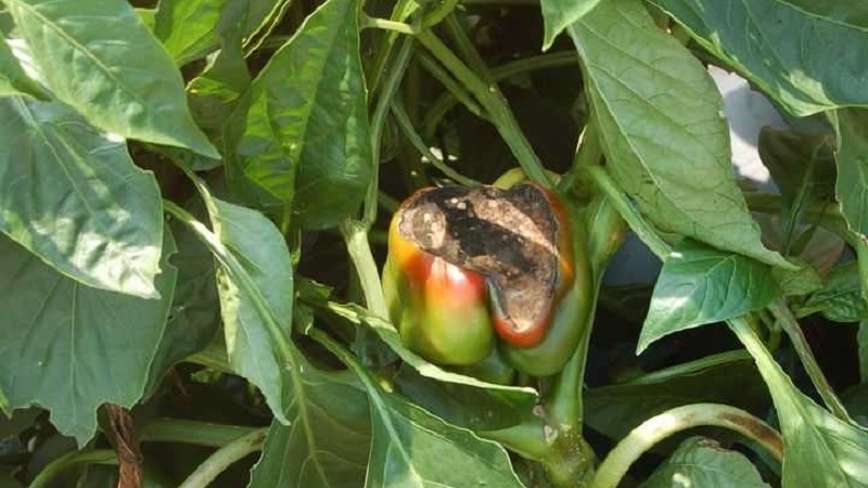 Kuinka hoitaa pippuripussien mädäntymistä: kokeneiden puutarhureiden neuvoja