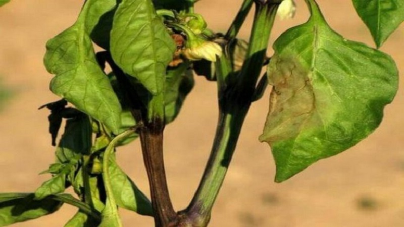 Kako se nositi s truležima na grmlju paprike: savjet iskusnih vrtlara