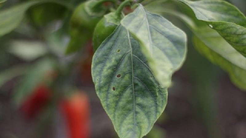 How to deal with rot on pepper bushes: advice from experienced gardeners