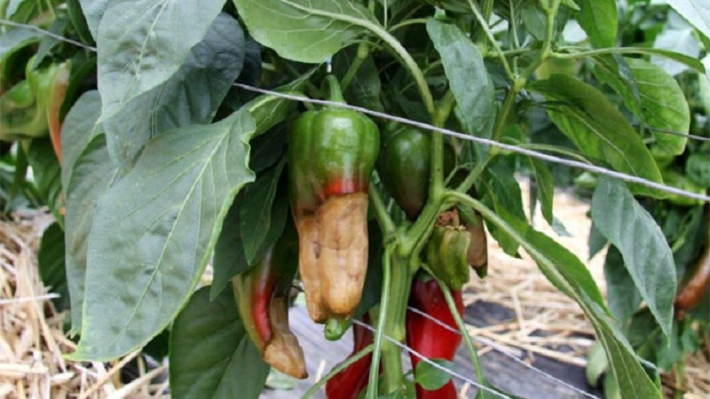Como lidar com a podridão dos pés de pimenta: conselhos de jardineiros experientes