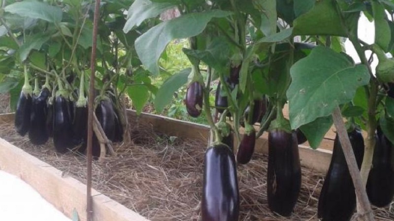 Patlıcan ne sıklıkla sulanır: yeni başlayan bahçıvanlar için talimatlar