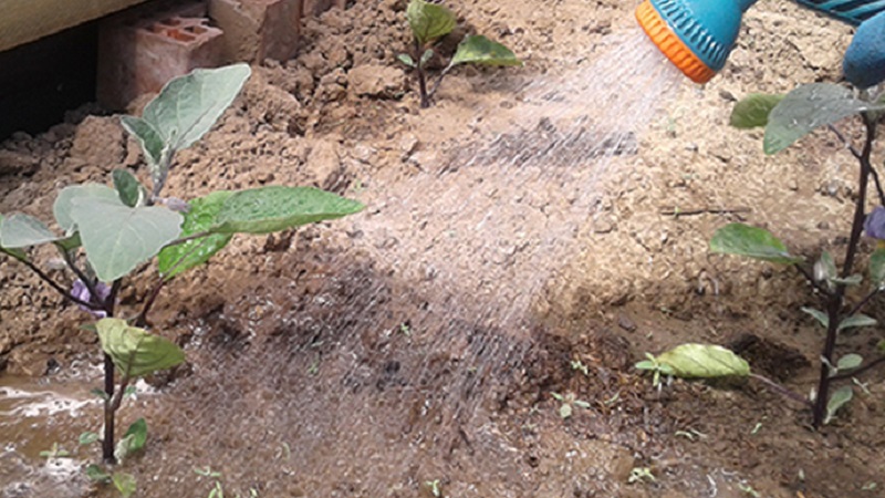 Patlıcan ne sıklıkla sulanır: yeni başlayan bahçıvanlar için talimatlar