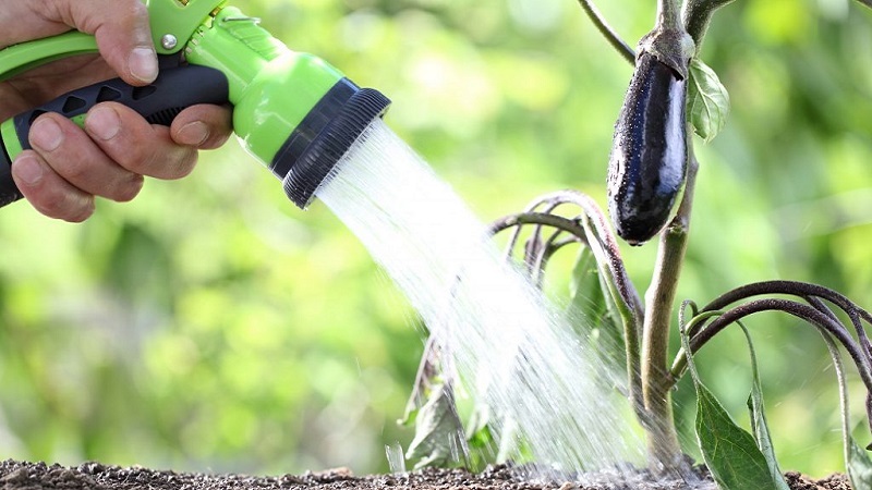 Kako često zalijevati patlidžane: upute za početnike vrtlare