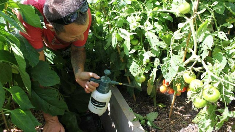 Kako i čime tretirati rajčicu od kasnoga plavog na otvorenom terenu: najbolje najbolje lijekove i pravila za prskanje rajčice