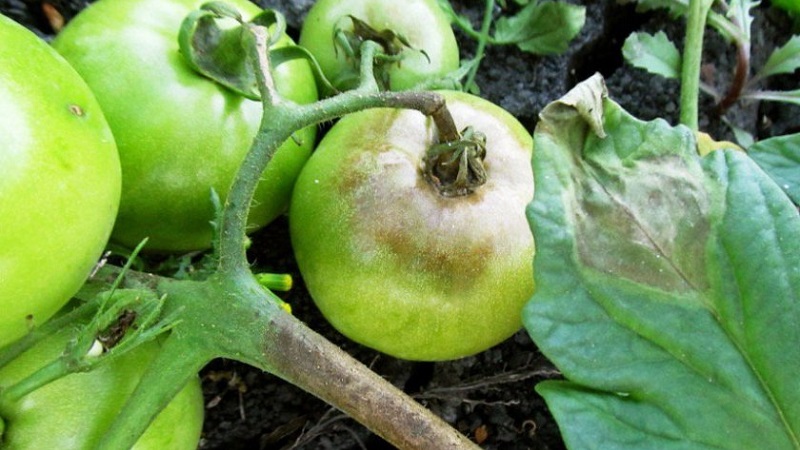Как и какво да третираме доматите от късен блясък в открито поле: най-добрите лекарства и правила за пръскане на домати