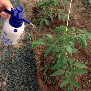 Jak i co leczyć pomidory z zarazy na otwartym polu: najlepsze najlepsze środki i zasady opryskiwania pomidorów