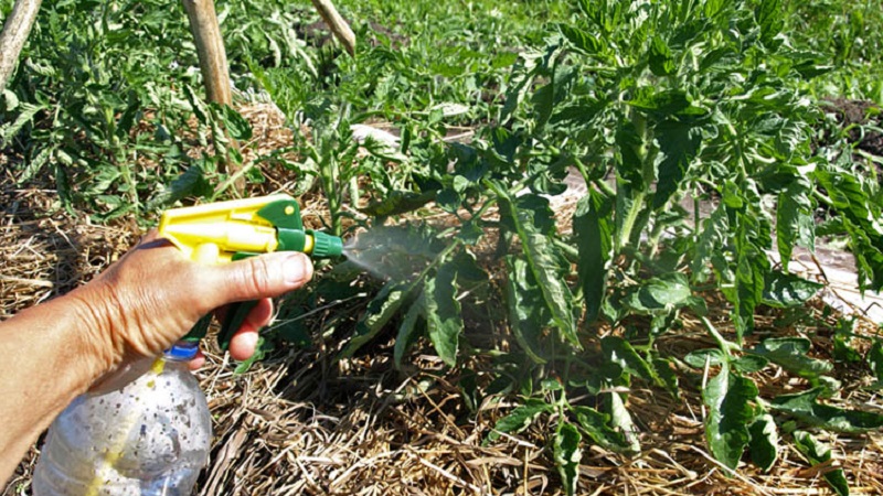 How and what to treat tomatoes from late blight in the open field: top best remedies and rules for spraying tomatoes