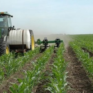 Como e o que alimentar o milho: as melhores formulações e regras para sua introdução para obter uma colheita rica