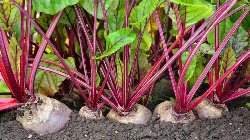 How, when and what to feed the beets in July-August: the secrets of agricultural technology to get a rich harvest