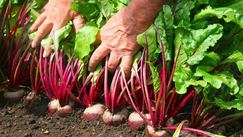 Temmuz-Ağustos aylarında pancar nasıl, ne zaman ve ne beslenmeli: Zengin bir hasat elde etmek için tarım teknolojisinin sırları