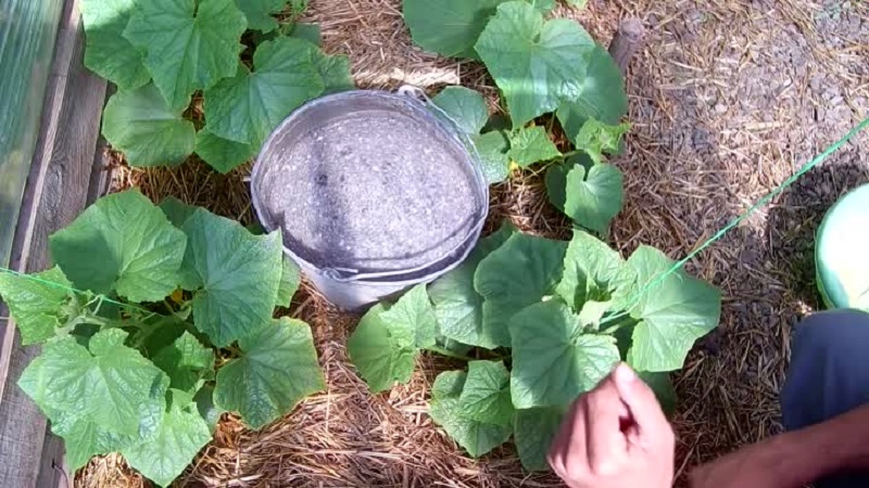 Comment nourrir les concombres avec de la cendre en plein champ et dans une serre, et ce que cela donnera à la future récolte