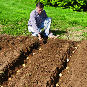 Como plantar e cultivar batatas no jardim