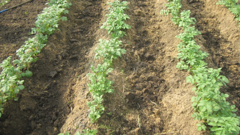 Wie man Kartoffeln im Garten pflanzt und anbaut