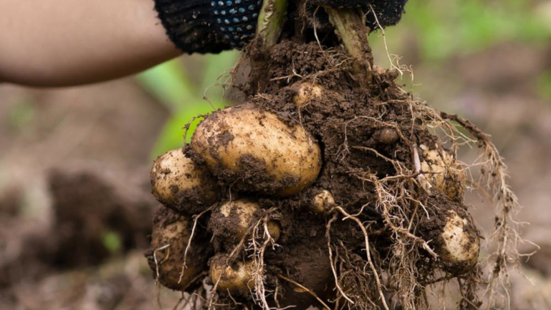 Cómo plantar y cultivar patatas en el jardín.