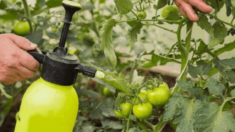 Πώς να προετοιμάσετε ένα διάλυμα βορικού οξέος για τις ωοθήκες ντομάτας: αναλογίες και οδηγίες για την επεξεργασία των τοματών