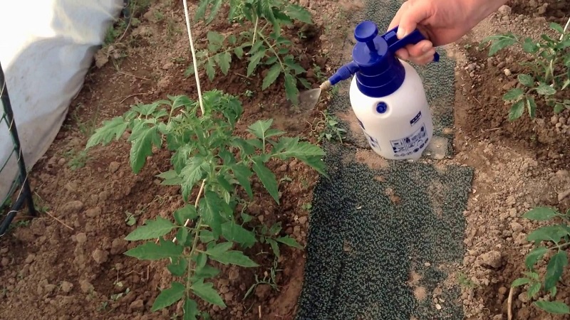Kako pripremiti otopinu borne kiseline za jajnik rajčice: proporcije i upute za obradu rajčice