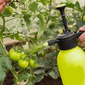 How to use phytophthora serum on tomatoes: we fight the disease effectively, quickly and on a budget