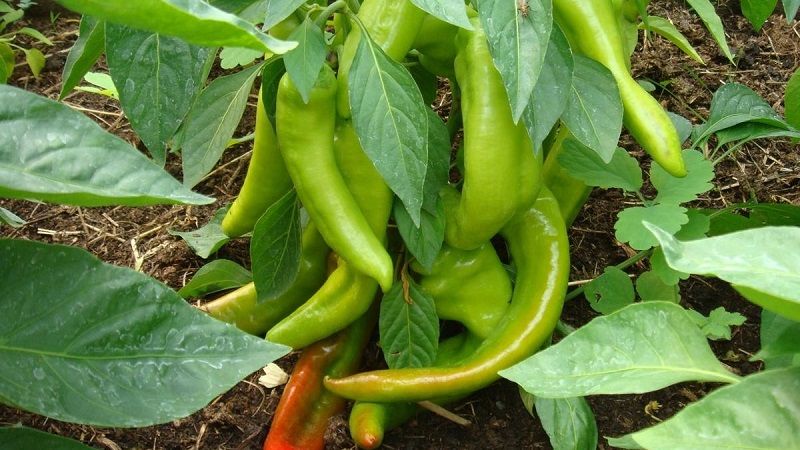Jak urychlit zrání paprik ve skleníku: nejlepší způsoby a životní hacky pro zkušené letní obyvatele