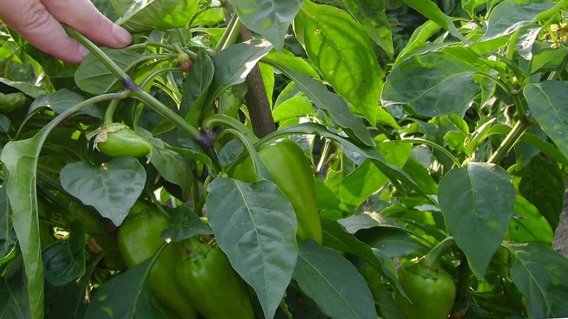 Slik fremskynder du modningen av paprika i et drivhus: de beste måtene og reddene for erfarne sommerboere
