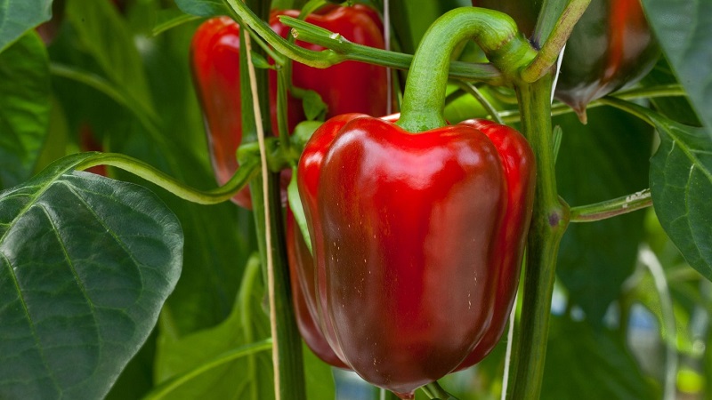 Kako ubrzati zrenje paprike u stakleniku: najbolji su načini i životni hakeri za iskusne ljetne stanovnike