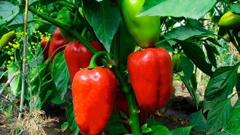 Jak urychlit zrání paprik ve skleníku: nejlepší způsoby a životní hacky pro zkušené letní obyvatele