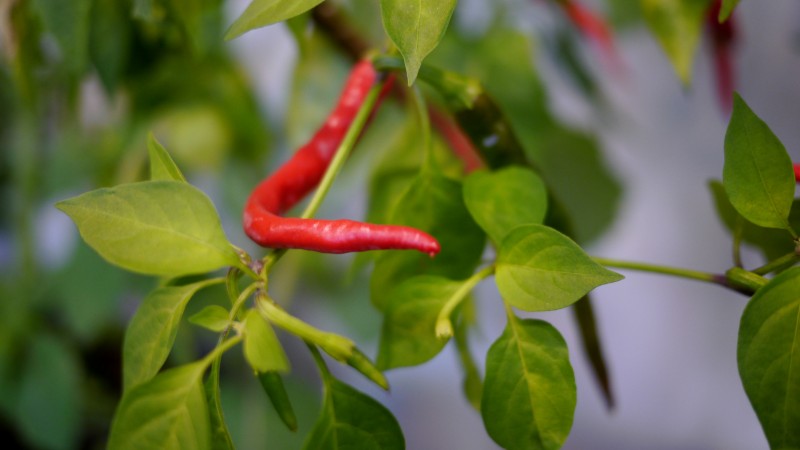 Come scegliere una varietà e coltivare correttamente i peperoni indoor su un davanzale o un balcone