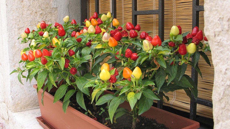 Hur man väljer en variation och odlar inomhus paprika på en fönsterbräda eller balkong