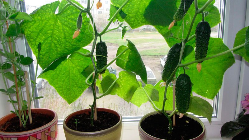 Como cultivar pepinos no parapeito de uma janela no inverno