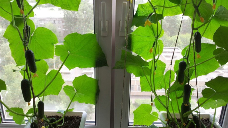 Cách trồng dưa chuột trên bệ cửa sổ vào mùa đông