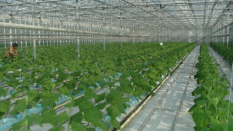 Paano palaguin ang mga pipino sa isang greenhouse sa taglamig: hakbang-hakbang na mga tagubilin