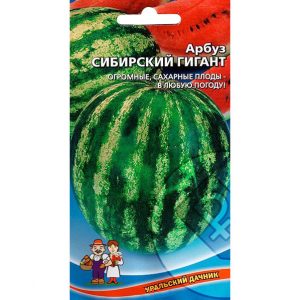 Những loại dưa hấu nào thích hợp để trồng ở Siberia