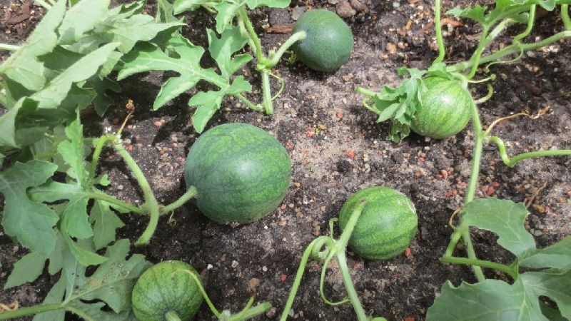 ما هي أنواع البطيخ المفضلة للزراعة في سيبيريا