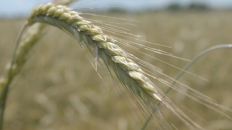 ما هي الحبوب المصنوعة من الجاودار وخصائصه المفيدة