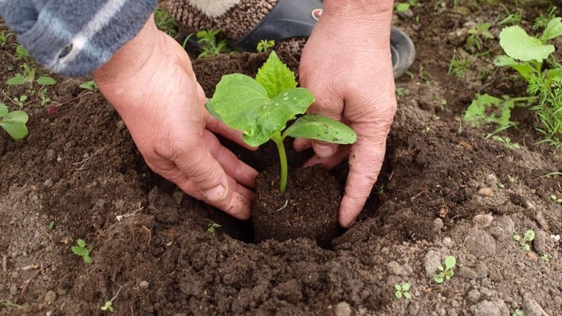 ¿Qué tipo de suelo les gusta a los pepinos y cómo procesarlo correctamente antes y después de plantar?