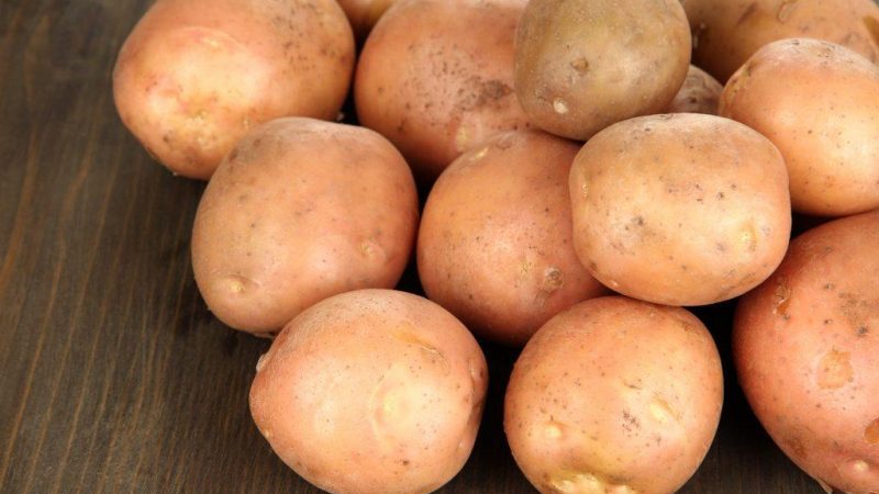 Ang isang hindi mapagpanggap na mid-season na patatas iba't ibang Irbitsky mula sa mga domestic breeders