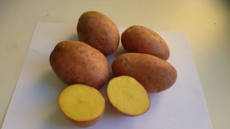 Giống khoai tây ban đầu cỡ trung bình Laura với hương vị và hương thơm tuyệt vời