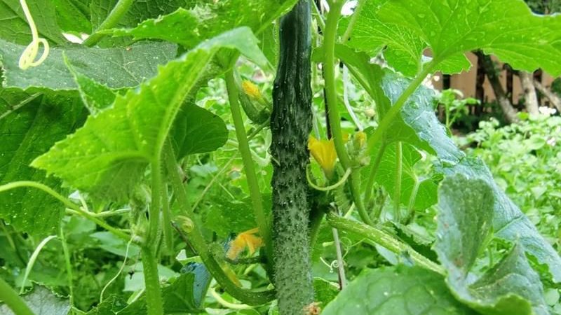 Hva er det unike med kinesisk agurk, og hvordan få en anstendig høst?